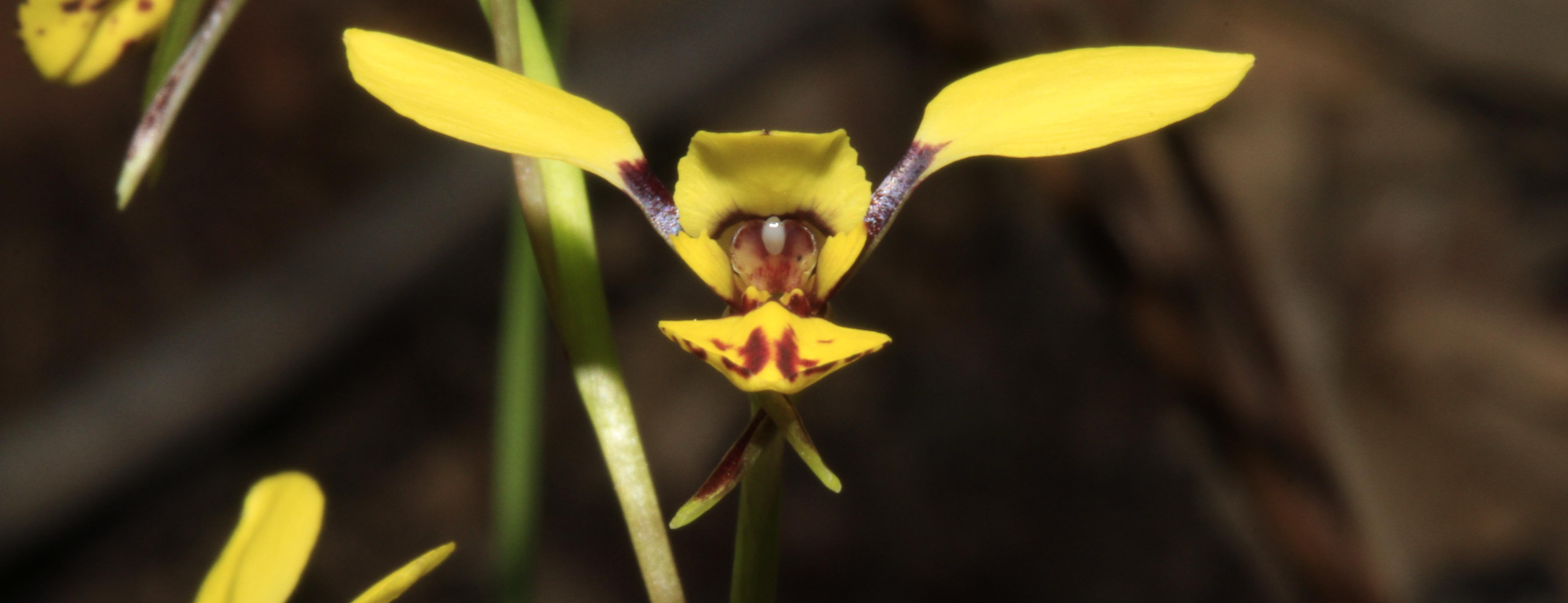 GiveNow Trees in Newcastle